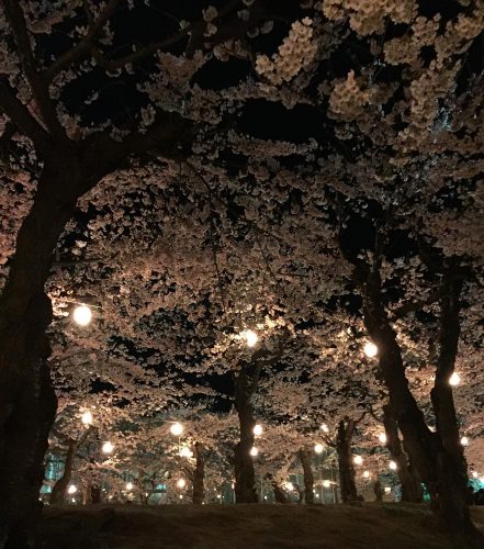 五稜郭の夜桜