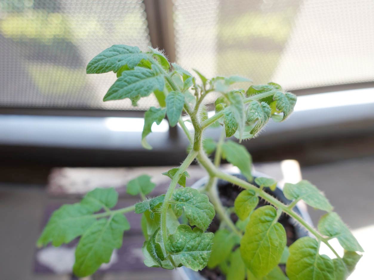 水耕栽培トマト　3ヶ月目