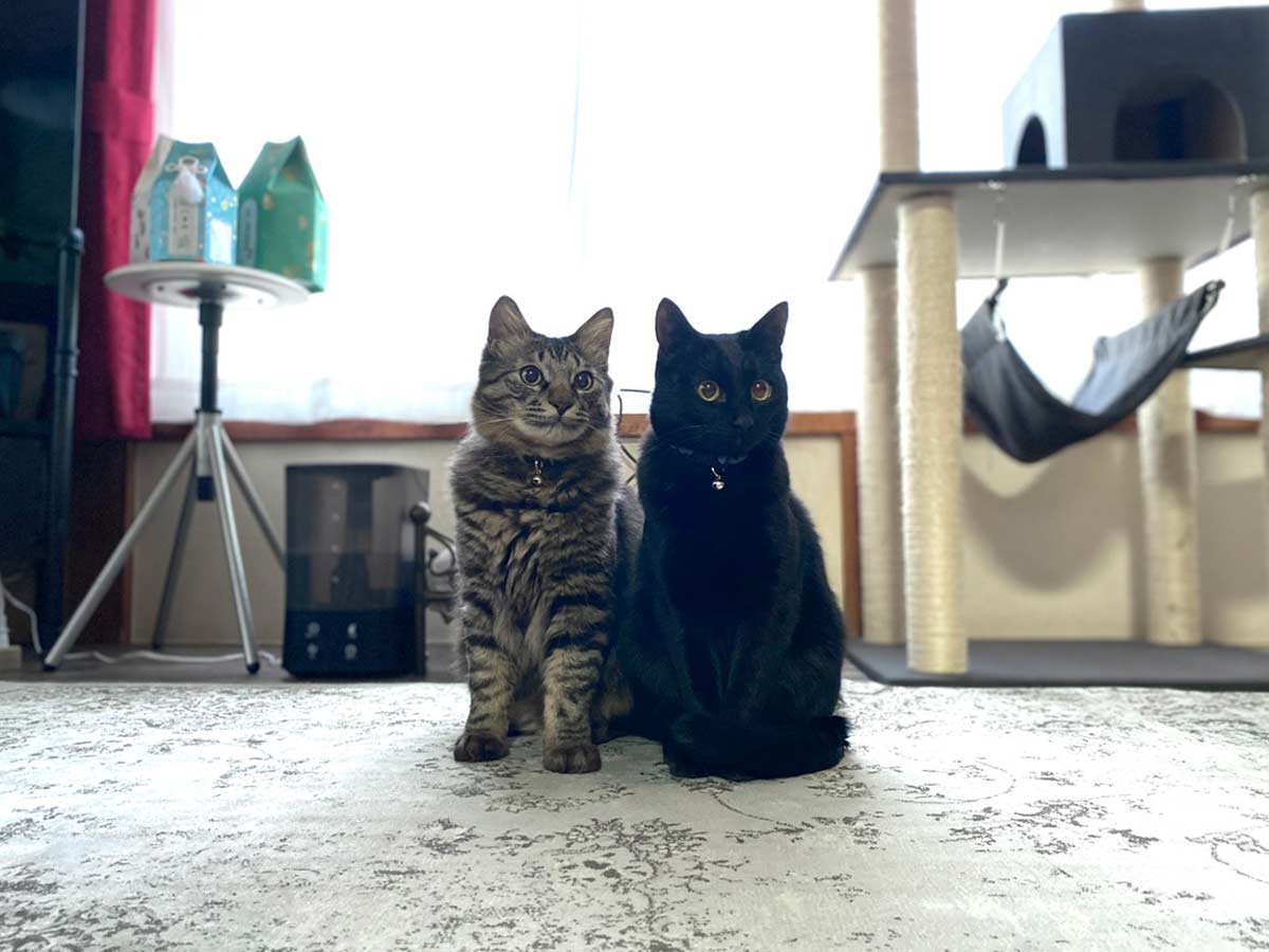 キジトラ長毛種猫ジェリーと黒猫トム