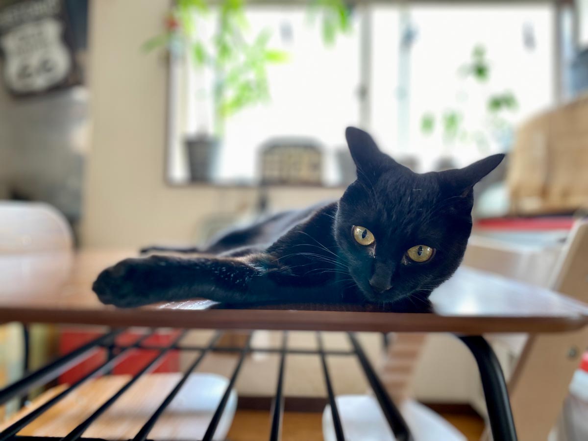 黒猫トム