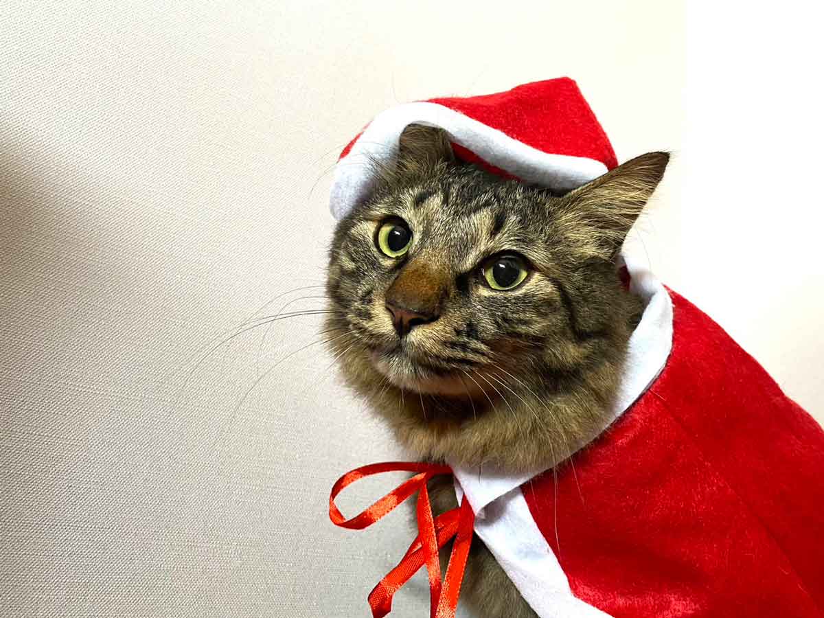 クリスマスコスプレのキジトラ長毛種猫ジェリー