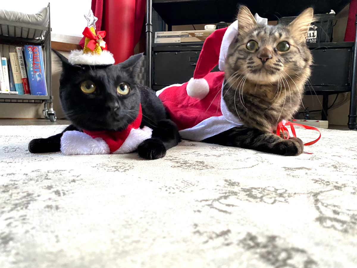 クリスマスコスプレの黒猫トムとキジトラ長毛種猫ジェリー