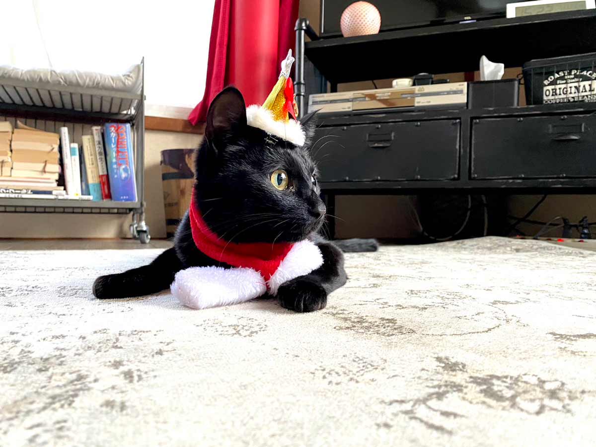 クリスマスコスプレの黒猫トム