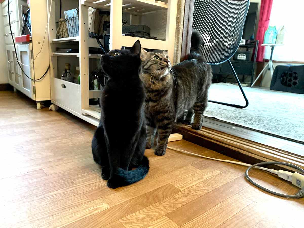 黒猫トムとキジトラ長毛種猫ジェリー