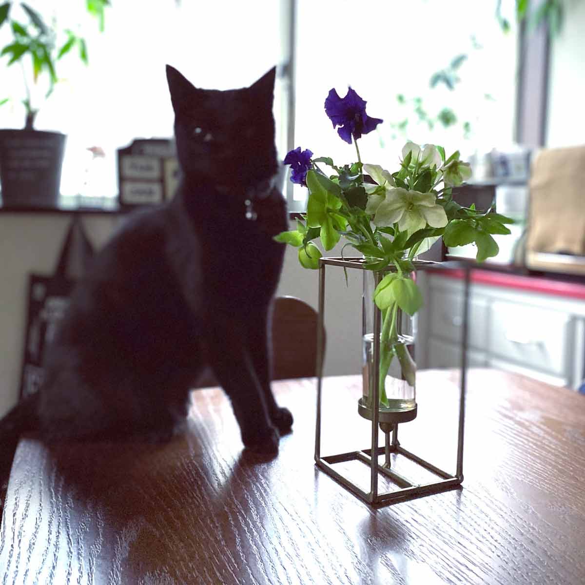 黒猫トムと花