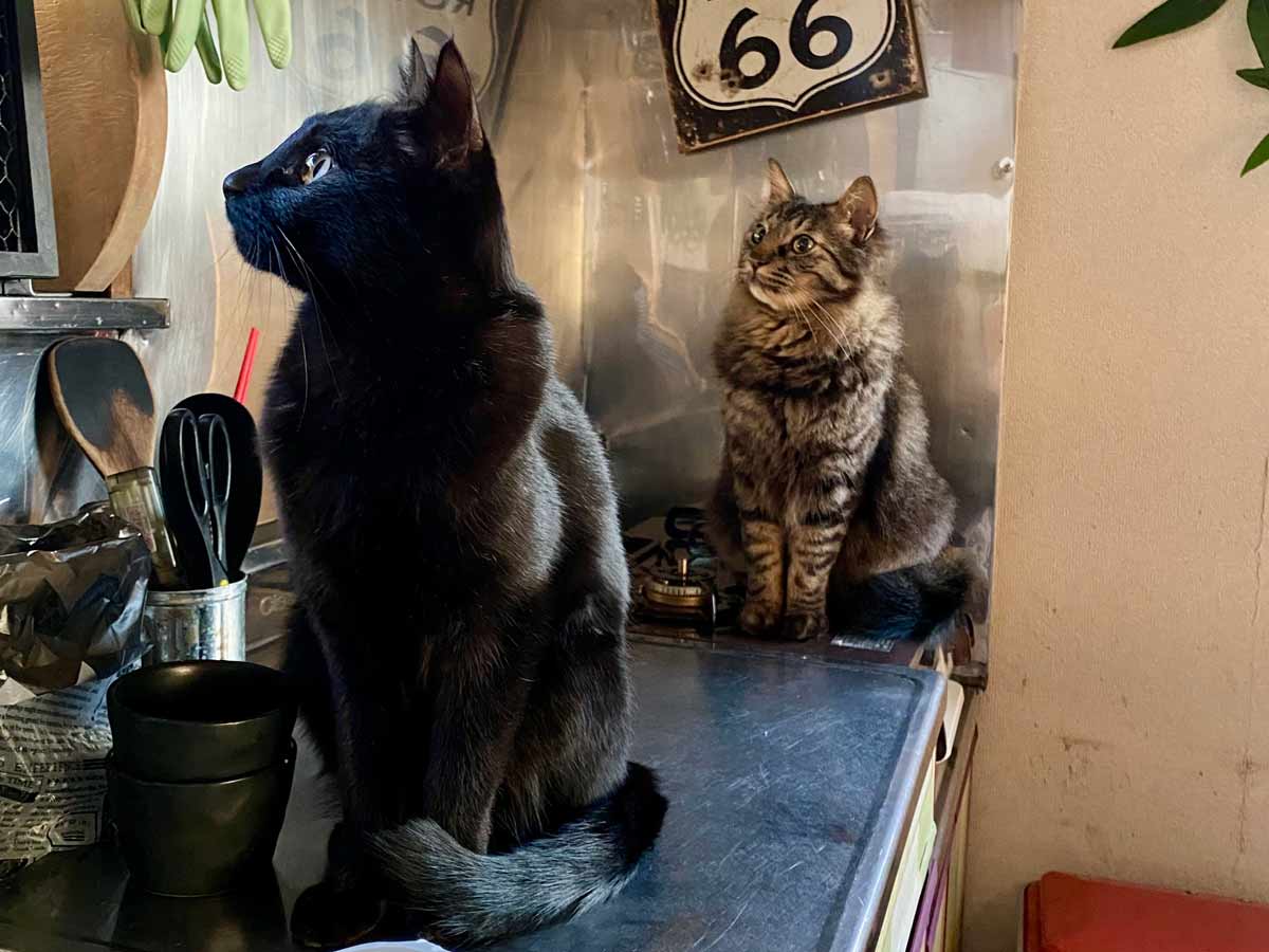 黒猫トムとキジトラ長毛種猫ジェリー