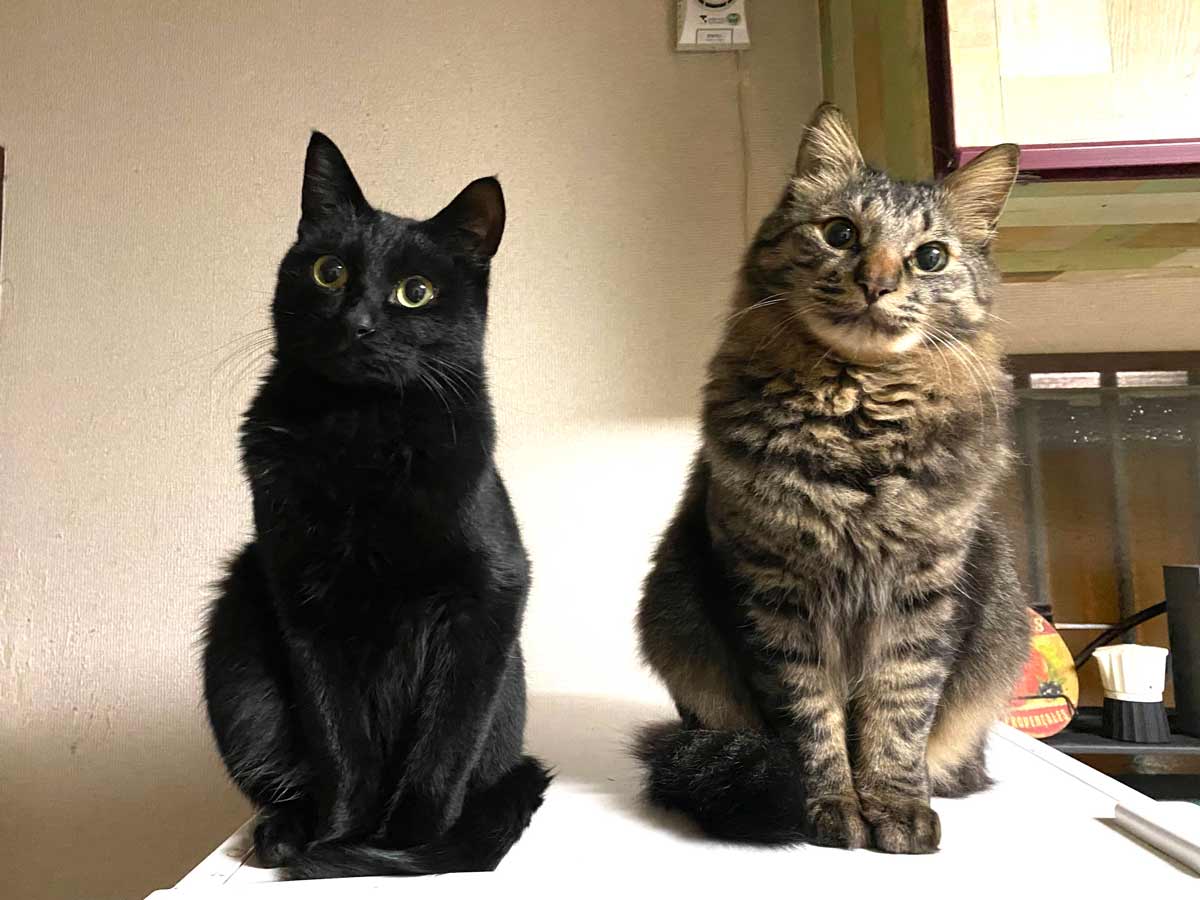 シンクロ率高めな黒猫トムとキジトラ長毛種猫ジェリー