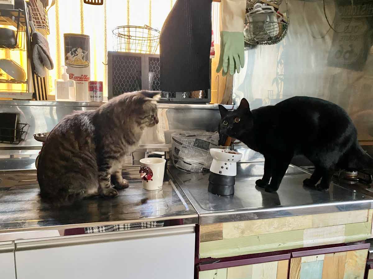 ご飯を食べるキジトラ長毛種猫ジェリーと黒猫トム