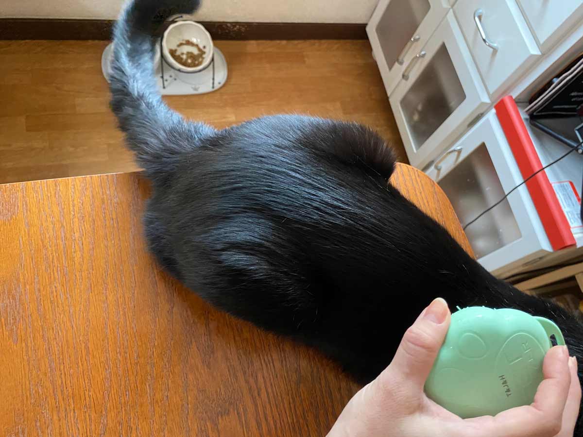 黒猫トムとタングルティーザー ペットティーザー キャット