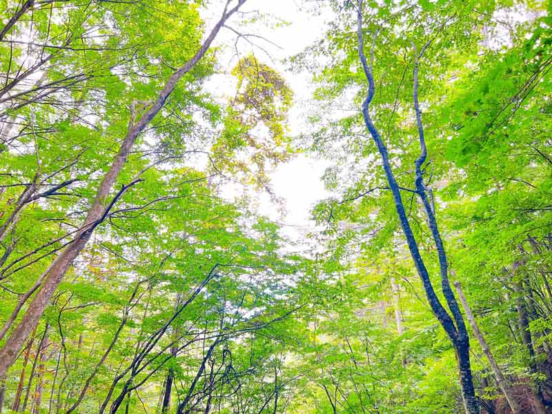 ゼロ磁場の分杭峠