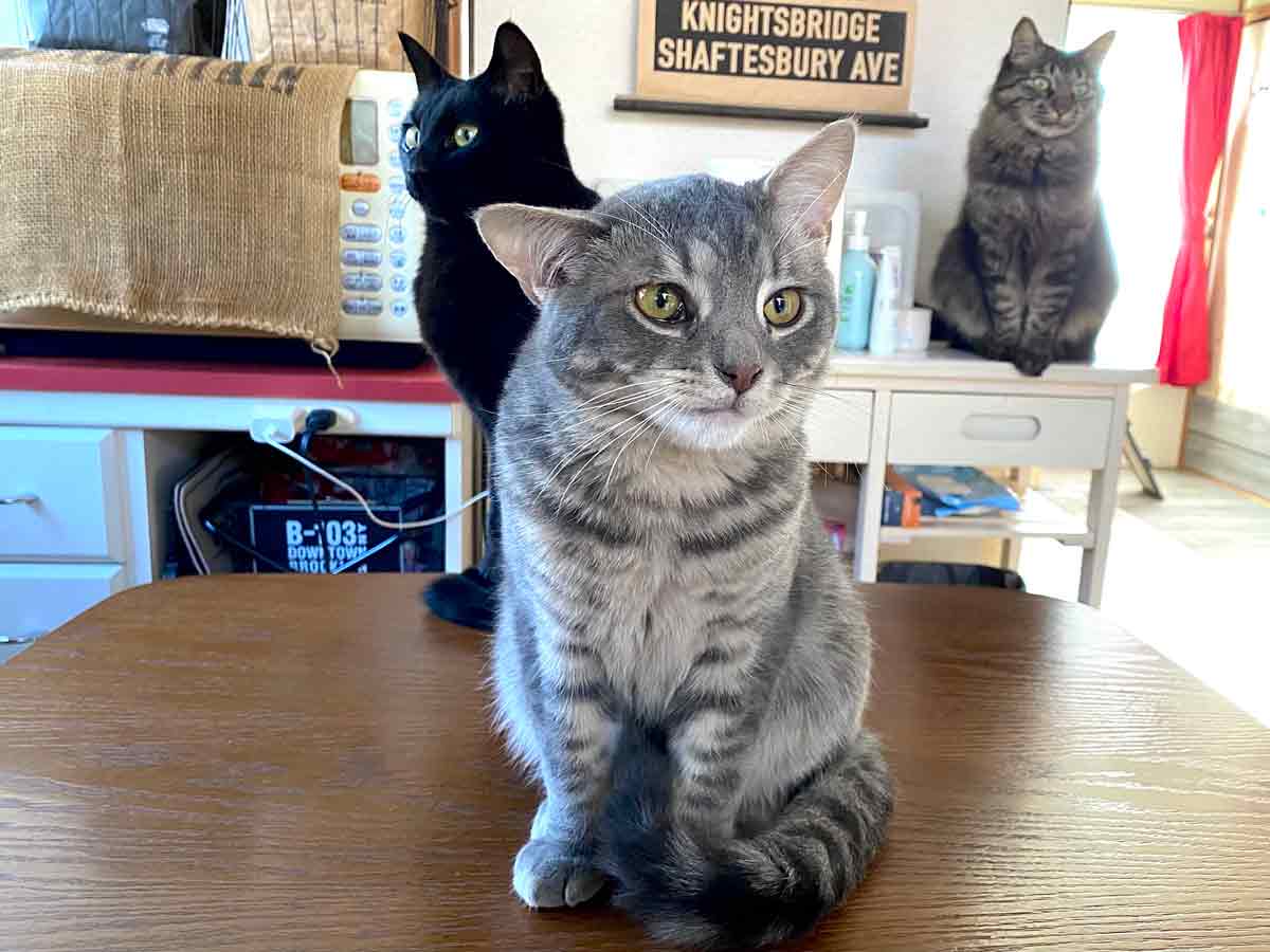 マンチカンのハウルと黒猫トムとキジトラ長毛種猫ジェリー